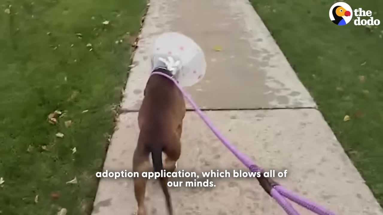 A brown dog wearing a plastic cone walks away on a sidewalk, seen from behind on a purple leash, with text overlay reading 'adoption application, which blows all of our minds.'