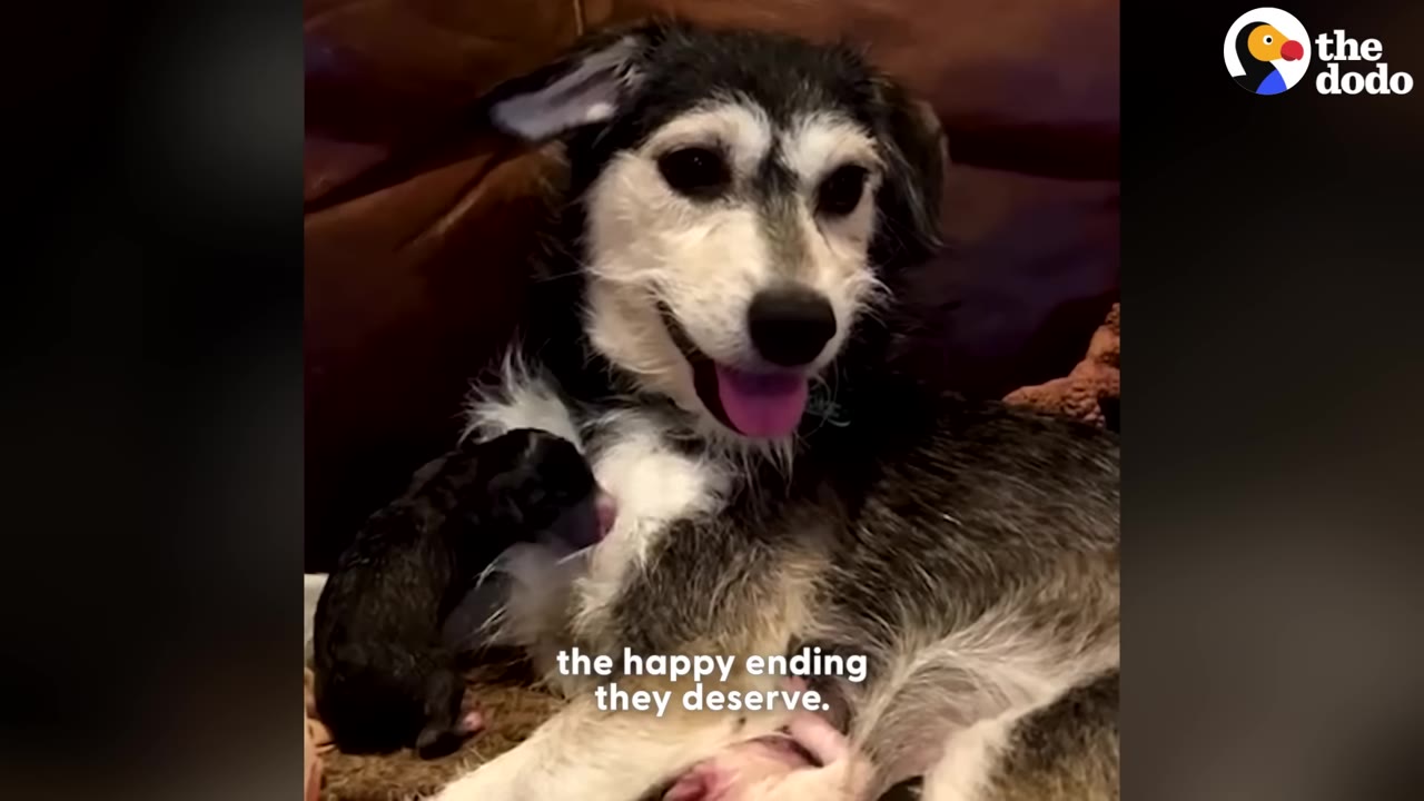 A happy, scruffy black and white dog with its tongue out lies down next to a small puppy, with text overlay reading 'the happy ending they deserve.'