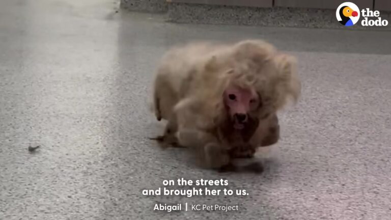 Texas Dog Was Found Looking Like A Matted Cotton Ball Until Two Hours Changed Her Life Forever
