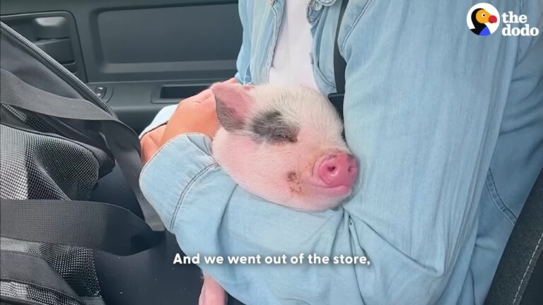 California Pig Rescued From A Pet Store Meets A Dog And Decides To Become Just Like Him