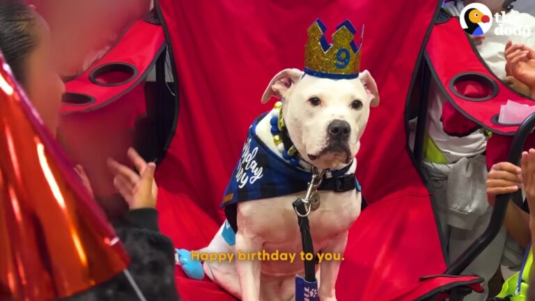 New Jersey Teacher Adopted A Deaf Dog, But Never Expected What His Students Would Do For The Pup’s Birthday