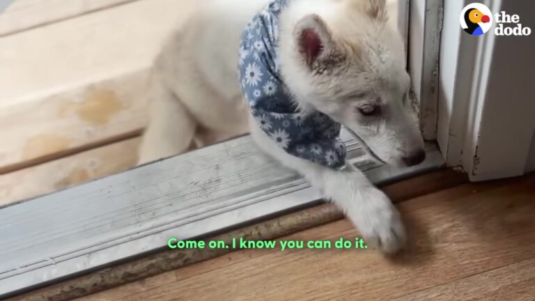 Colorado Sanctuary Hears About A Paralyzed Puppy Found In A Ditch And Gives Her The Dream She Always Wanted
