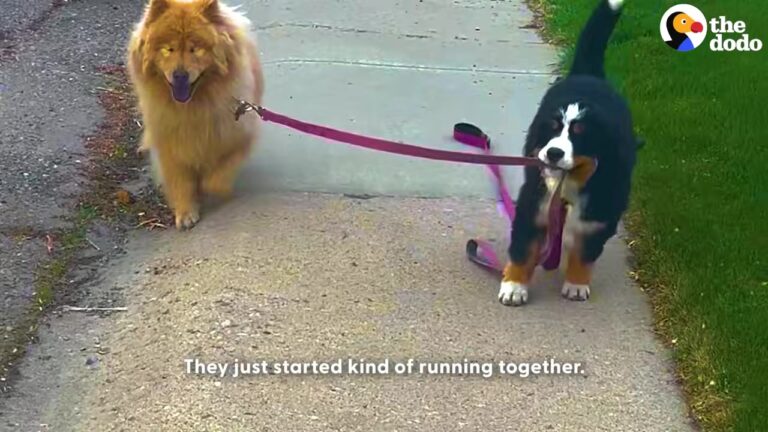 Pennsylvania Family Devastated When Their Dog Loses Her Sight, But A Tiny New Puppy Steps Up To Be Her Guide