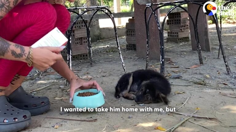 California Puppy Found Suffering On A Hot Street Gets Surrendered, Leading To A Beautiful Transformation