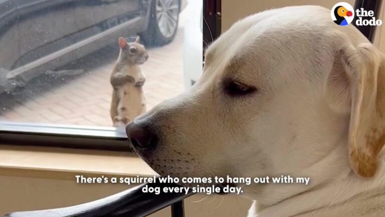 California Dog Gets A Daily Window Visitor, But What The Wild Animal Brings Once A Year Is Truly Special