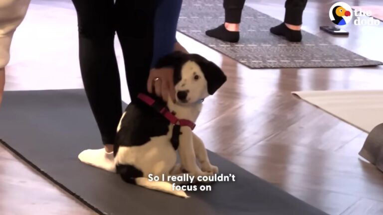 California Woman Goes To Puppy Yoga, But One Tiny Dog Refuses To Leave Her Mat