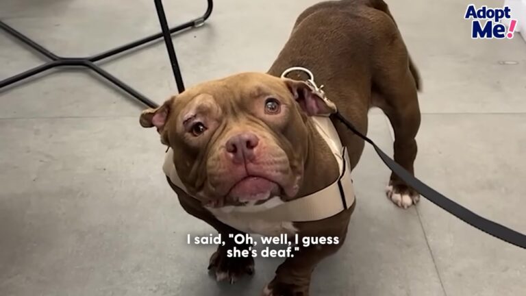 Texas Shelter Dog Slept Through The Loudest Noises, Then Her Rescuer Discovered The Real Reason Why