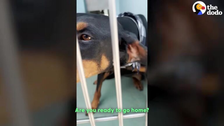 California Dog Was Left Forgotten In A Shelter Until One Special Look Changed Everything