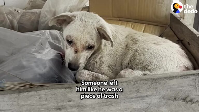 Florida Dog Found Hiding In A Pile Of Rubbish Turns Out To Be The Soulmate One Family Needed