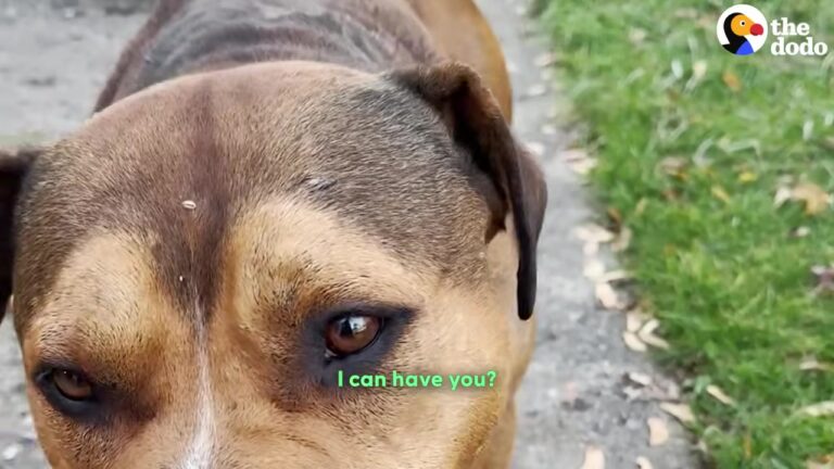 Michigan Rescuers Save Two Dogs Left Behind By Their Owners, And Their Will To Love Again Will Melt Your Heart