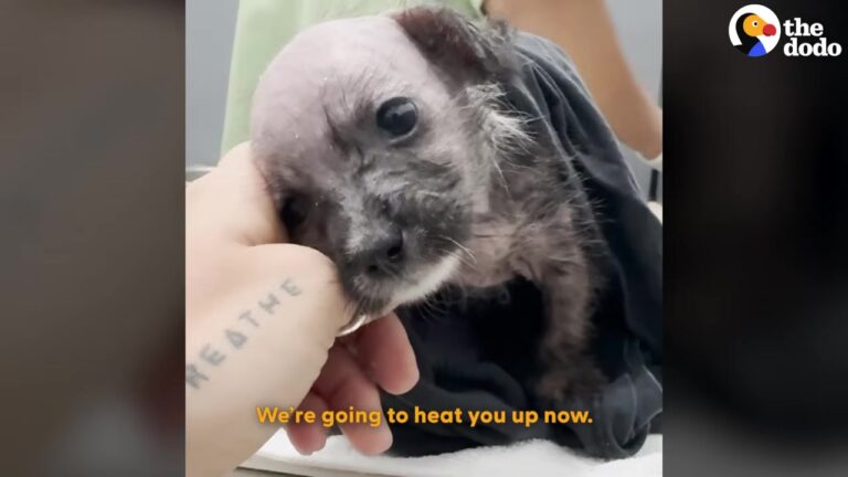 California Rescuer Finds A Freezing Puppy In The Rain, And A Return Trip Reveals A Heartwarming Surprise