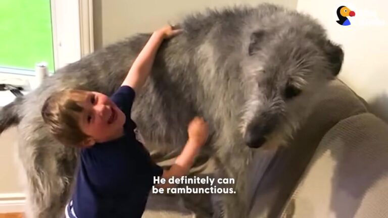 Texas Dog Arrives As A Timid Fuzzball And Grows Into A 140-Pound Gentle Giant