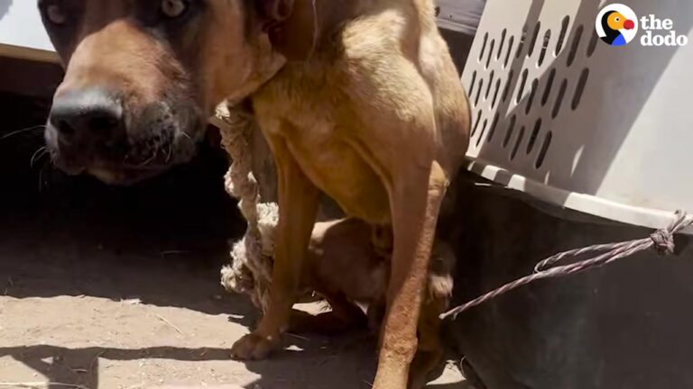 California Dog Tied Up For A Whole Month Gets Cut Loose And Finds The Perfect Brother
