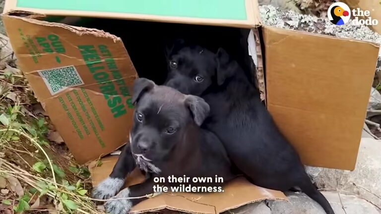 California Hiker Finds Seven Abandoned Puppies On A Trail At Dusk And Refuses To Leave Them Behind