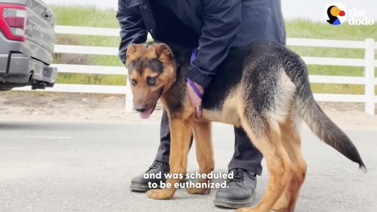 Georgia Puppy Scheduled For Euthanasia Surprises His Rescuer With An Unforgettable Tail Wag