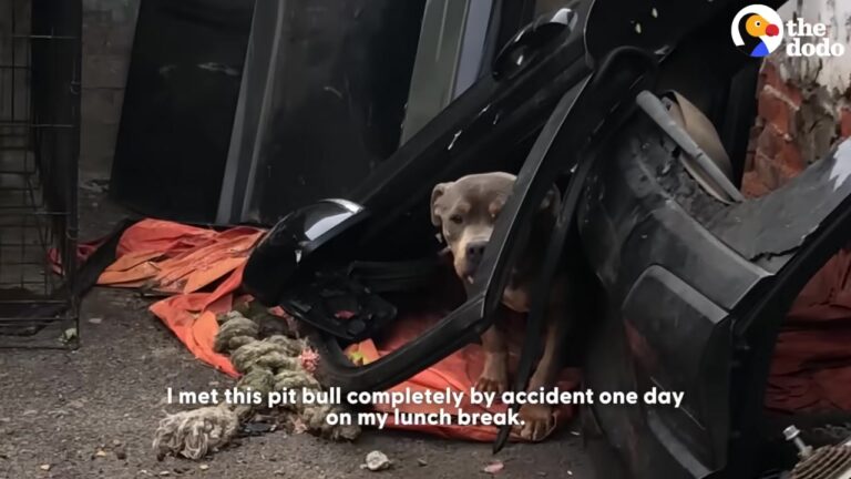 Pennsylvania Pit Bull Living In A Scrapyard Finally Gets The Cozy Life He Always Deserved