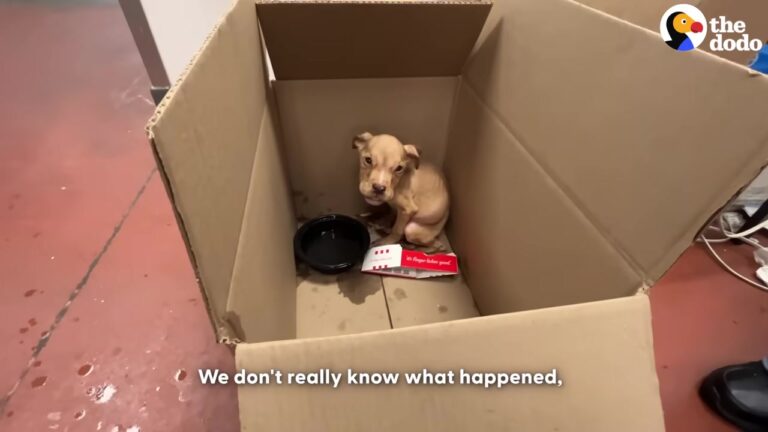 Missouri Puppy Weighed Just Five Pounds, But A DNA Test Revealed A Shocking Truth About His Breed