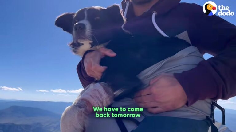 California Hikers Find Injured Dog On A Mountain Summit And Soon Discover A Shocking Truth