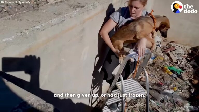 California Family Takes In A Dog Rescued From A Baking Hot Well And Are Left Stunned By Her Beautiful Transformation