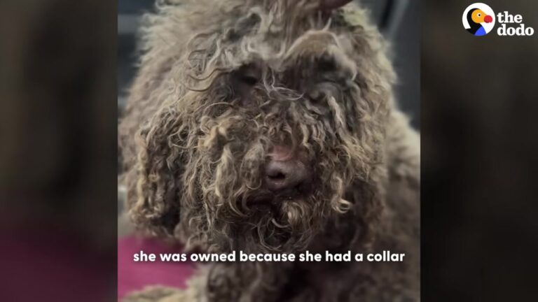 California Rescuer Finds A Creature That Looks Like A Sheep And Is Stunned By Her Silent Strength
