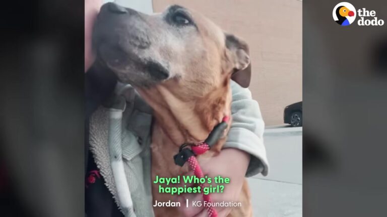 Texas Dog Surrendered With Newborns And A Broken Body Gets The Miracle Her Heart Deserved