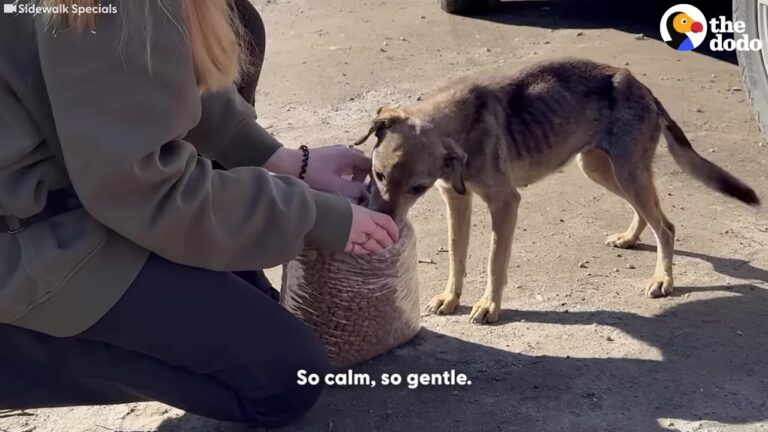 Texas Dog Left To Survive On Her Own Gets A Diagnosis That Changes Everything
