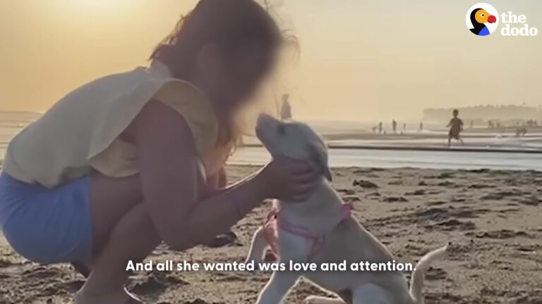 California Rescue Team Feared The Worst For A Shivering Puppy, But Her Journey Ends In The Most Unexpected Place
