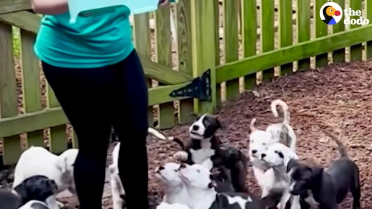 Texas Foster Mom Opens Her Door And Is Met With The Biggest Puppy Stampede You’ve Ever Seen