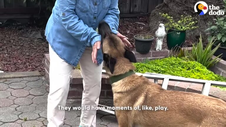 California Family Took In An Exhausted Malinois, And Watching Her Learn To Love Again Is Beautiful