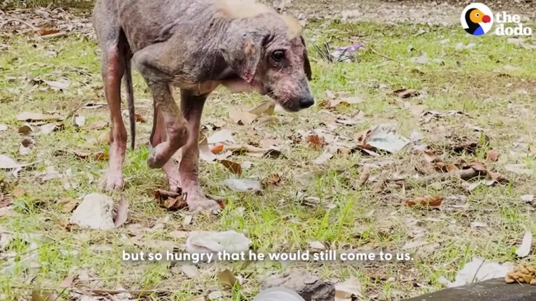 Texas Dog Was Too Terrified To Leave A Drainage Pipe Until One Woman’s Patience Changed His Life Forever