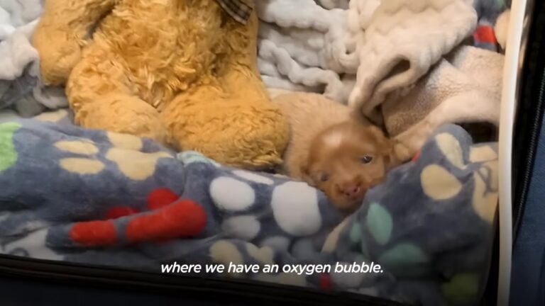 Texas Puppy Spent Her Entire Early Life In A Plastic Bubble Until She Made A Choice That Changed Everything