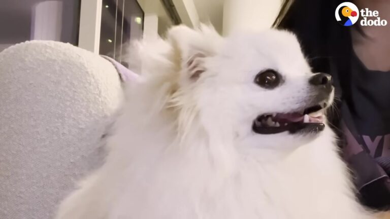 Texas Dog Paralyzed From A Simple Fall Gives His Owner The Miracle She Prayed For