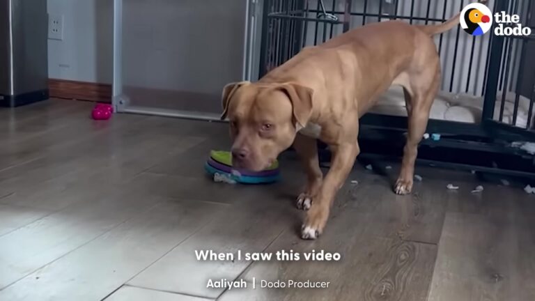 New York Pittie Rescued In A Snowstorm Was Too Scared To Leave His Crate Until One Brave Moment Changed Everything
