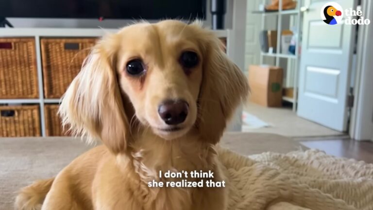 California Dog Was Terrified Of Her Mom’s Boyfriend, But A Gentle Strategy Changed Everything