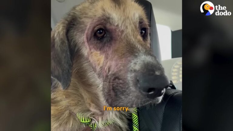 Texas Dog Beaten By A Stray Pack Collapses In Relief When A Rescuer Finally Approaches