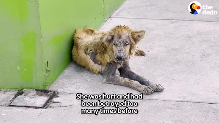 Texas Dog Found In Extreme Neglect Unlocks A Beautiful Transformation After Four Months