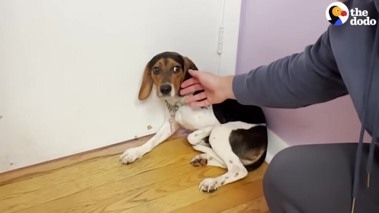 Illinois Beagle Was So Terrified He Hid Under A Desk, But One Patient Foster Gave Him The Courage To Trust Again