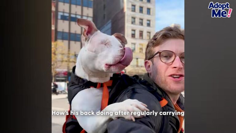 New York Man Carries 60-Pound Shelter Dogs In His Backpack And The Reason Why Will Melt Your Heart