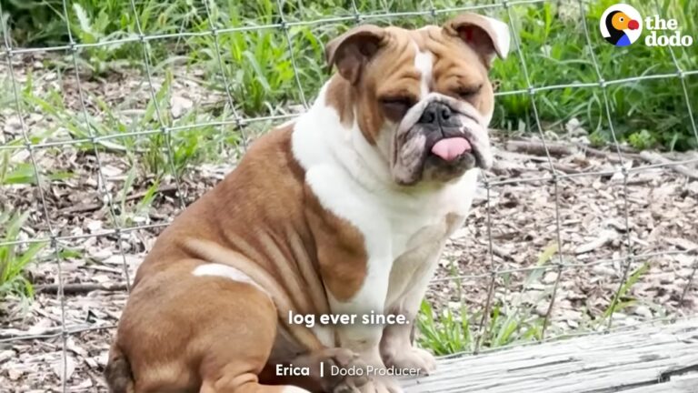 New York Dog Found Waiting By The Goats Leads To A Heartbreaking Discovery In The Bushes