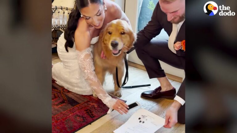 New York Couple Refuses To Get Married Without Their Dog, So He Takes On The Most Important Role Of All