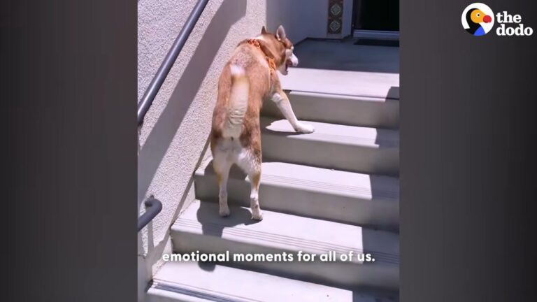 California Dog Born Unable To Walk Faces Heartbreak Until One Family Gives Him The Push He Needs
