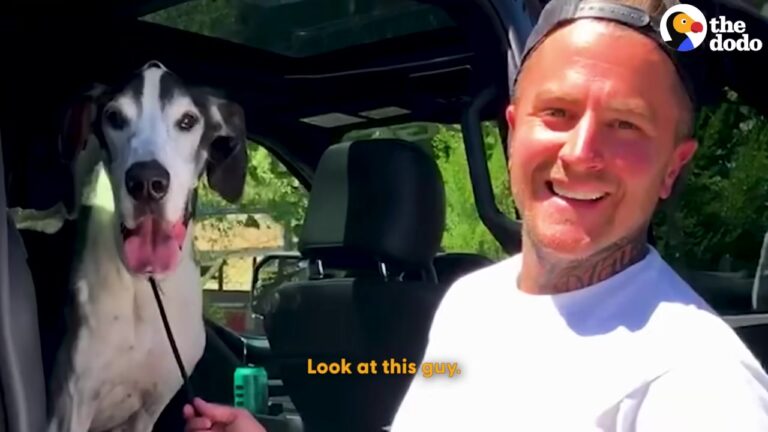 California Great Dane Learns To Trust Again And His Transformation Leads All The Way To National TV