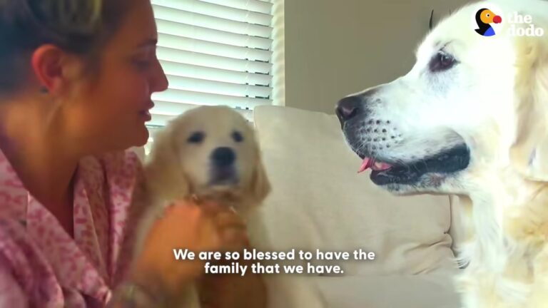 California Woman Gets Her Senior Dog His Own Puppy, And Their Instant Bond Is Beautiful