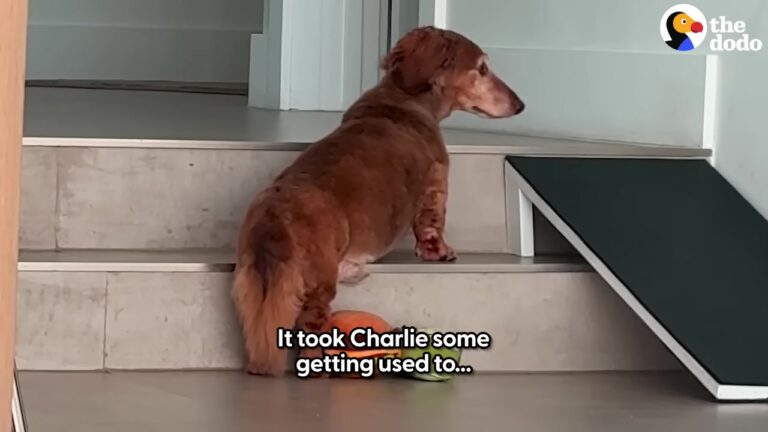 California Senior Dog Struggled With Heartbreaking Anxiety, Until A Devoted Couple Changed His World