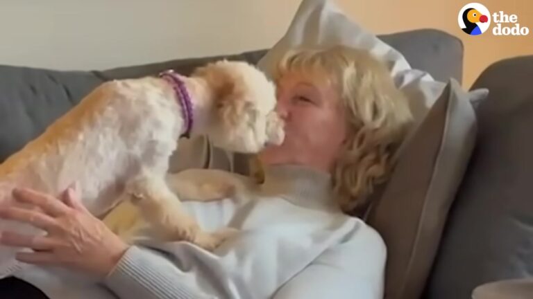 Texas Dog Arrives With Her Coat Peeling Off, But Her Forgiving Spirit Leaves Rescuers Stunned