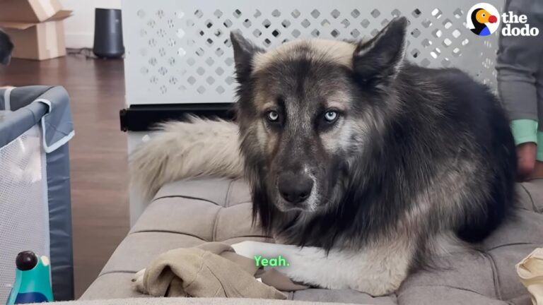 Texas Dog Lost His Family And Shut Down, But One Familiar Sound Brought His Spirit Back