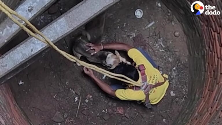 Texas Rescue Team Spots A Dog Trapped In A Deep Well And Hatches A Daring Plan