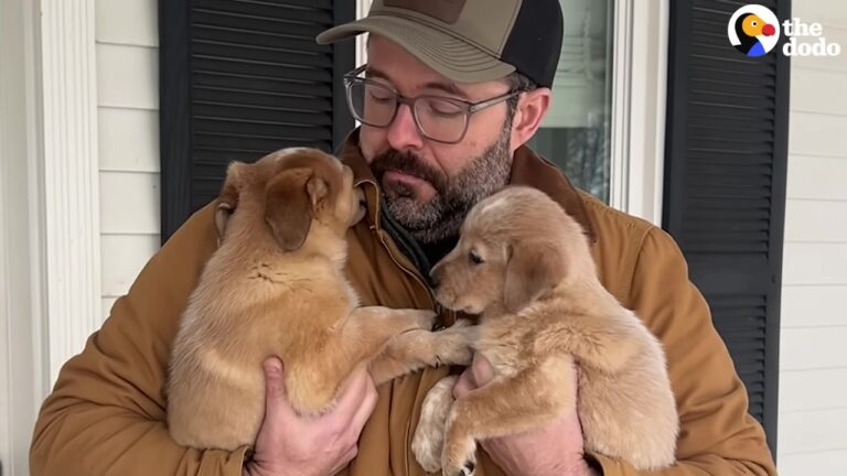 Pennsylvania Woman Promises Her Husband One Foster Puppy But Comes Home With A Heart-Melting Surprise
