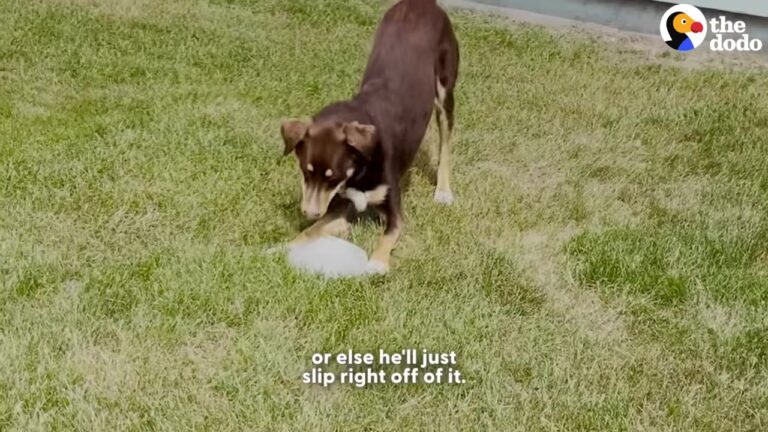 Wisconsin Dog Has A Hilarious Lifelong Hobby That Leaves His Owner Smiling Every Day