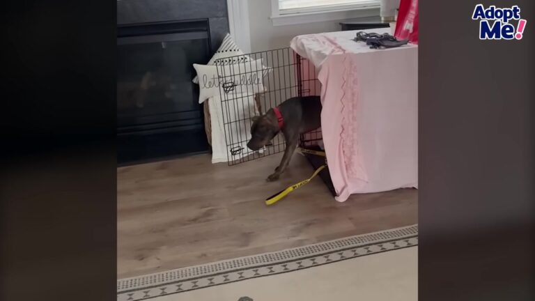 Texas Dog Was Too Terrified To Leave His Crate Until One Quiet Moment Changed Everything